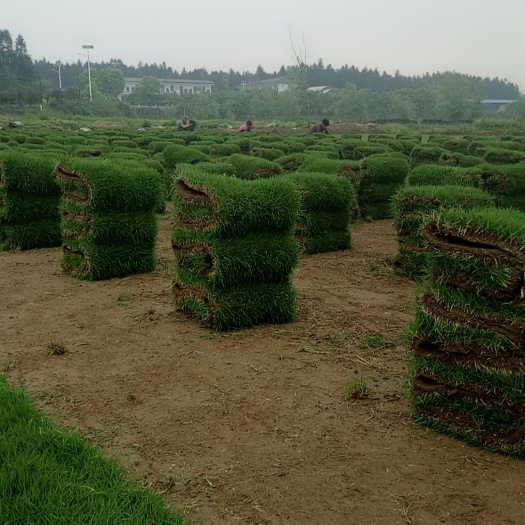 郴州马尼拉草皮