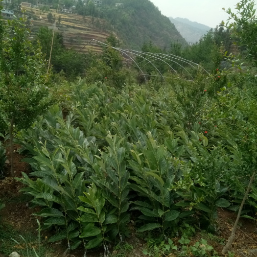 普安县有机板栗 嫁接苗 0.5~1米