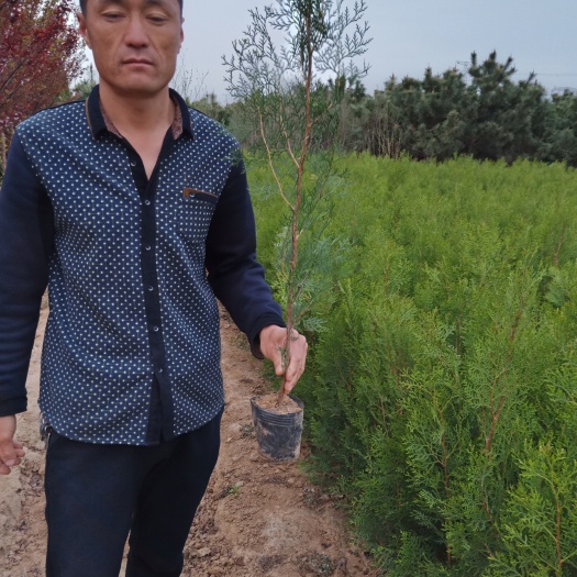 泰安碗碗侧柏