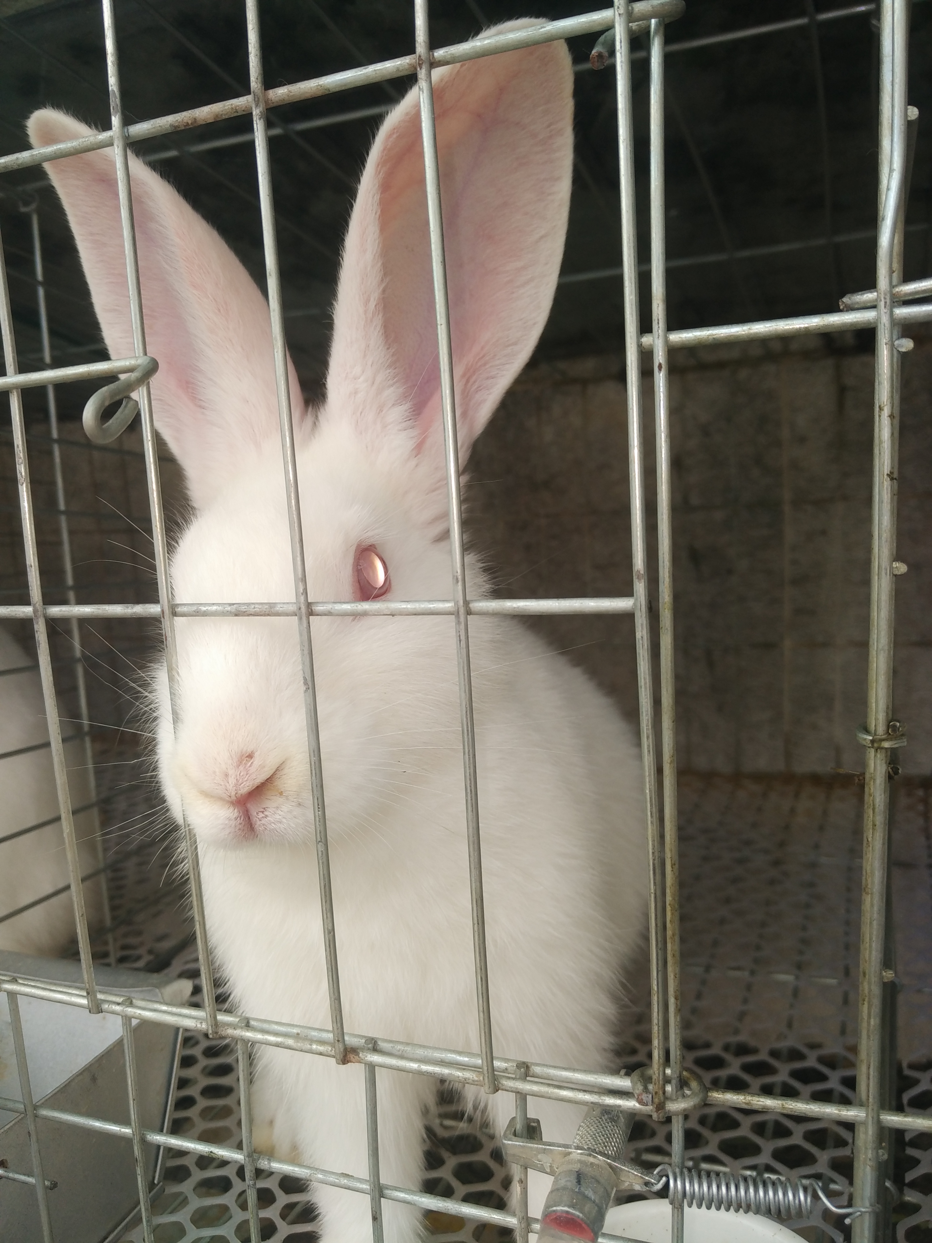 品种名:新西兰兔 单只重:1斤以下          长期供应新西兰兔,肉质好
