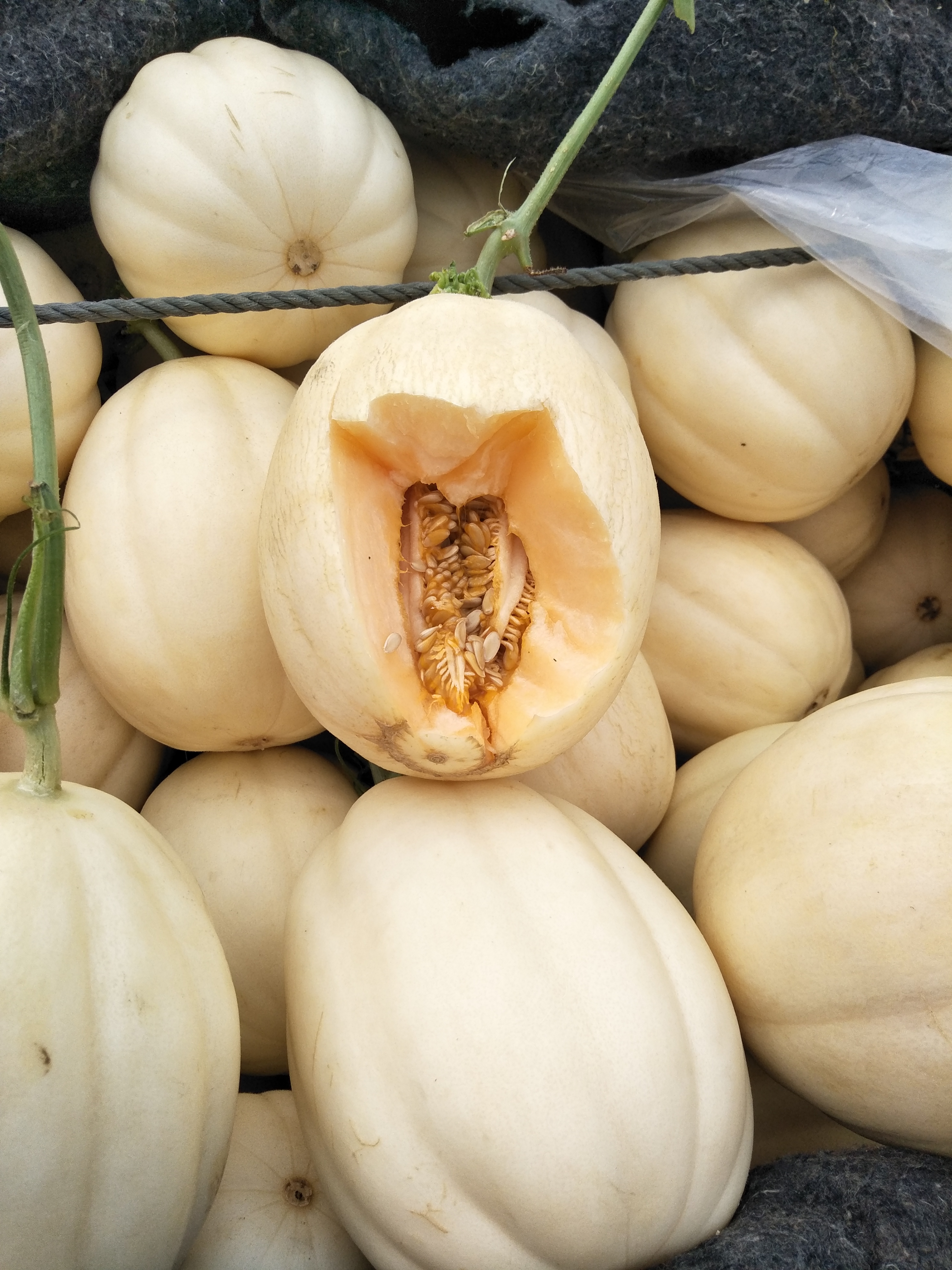 花蕾甜瓜 1斤以上