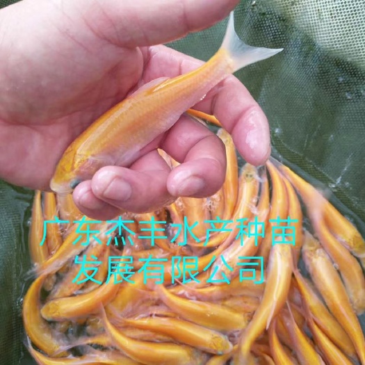 广州金草鱼苗 
