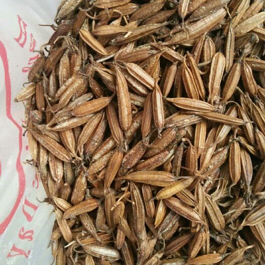 郧西县白芨种子 