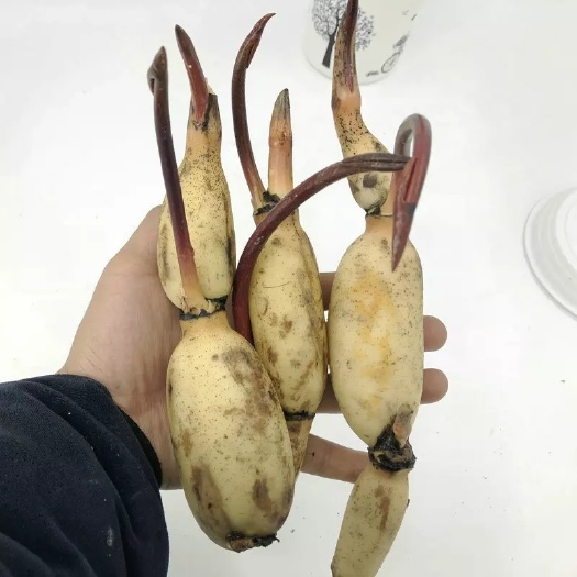 沭阳县藕苗 