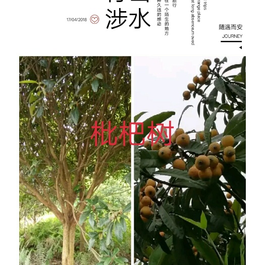 阳朔县塘栖白沙枇杷树