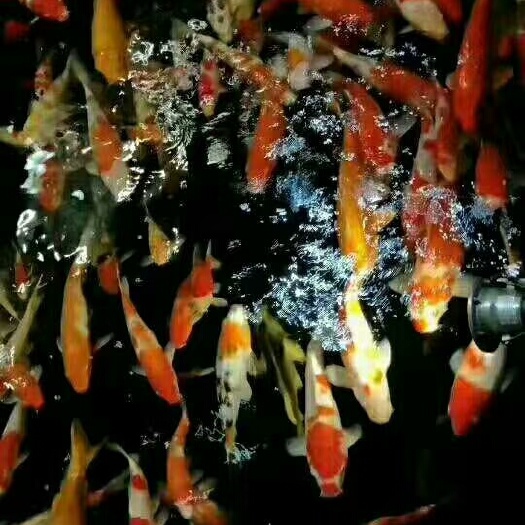 广州锦鲤鱼苗 
