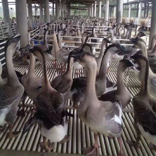 南宁 灰鹅 黑棕鹅苗 阳江鹅 品种纯正 包活到家