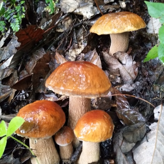 双柏县美味牛肝菌 干货 野生