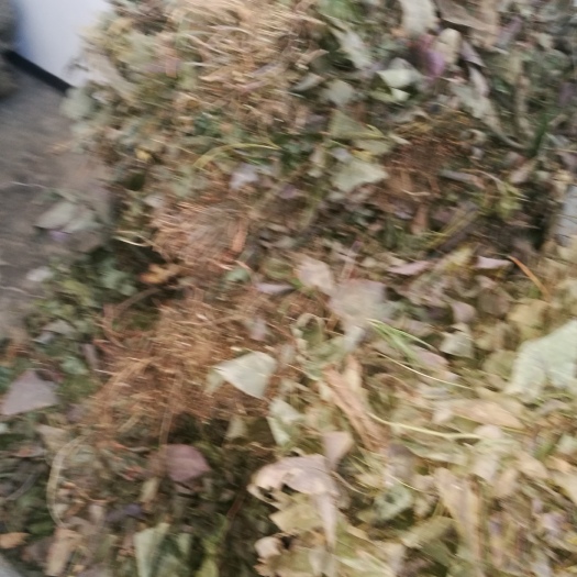 南漳县巫山淫羊藿