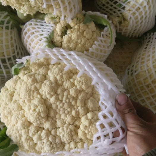 沛县白花菜花 适中 江苏省徐州市沛县 2~3斤