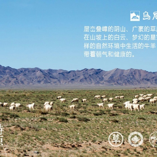 清水河县绒山羊 50-80斤 