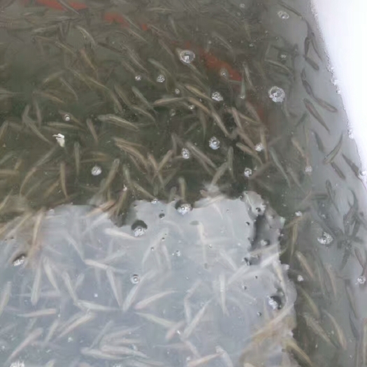 黄骅市海鲈鱼 梭鱼苗