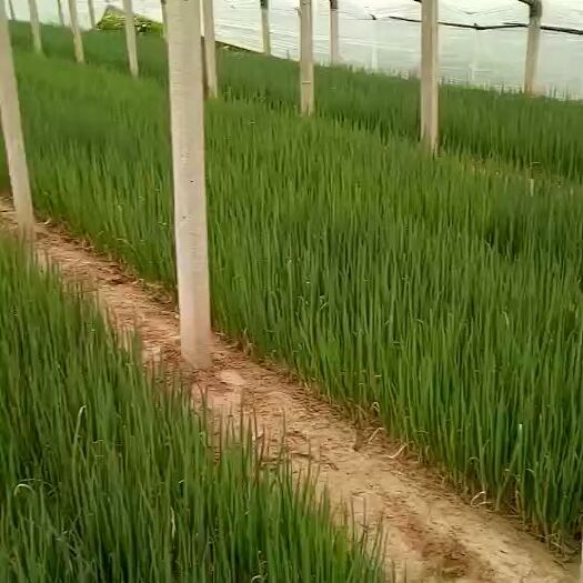 安丘市小葱  3月20号移栽铁杆预定，押金留苗，全国发货，诚信经营