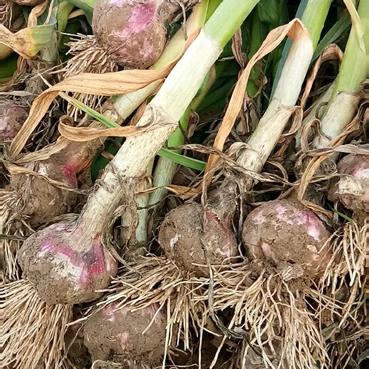 中牟县中牟大蒜 混级统货 多瓣蒜
