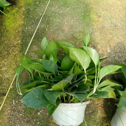 广州绿萝