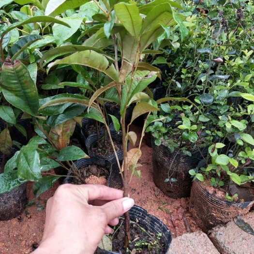 灵山县羊奶果苗 