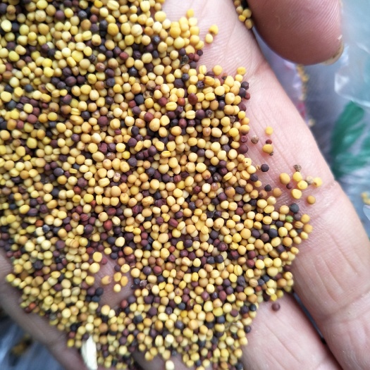中江县油菜籽