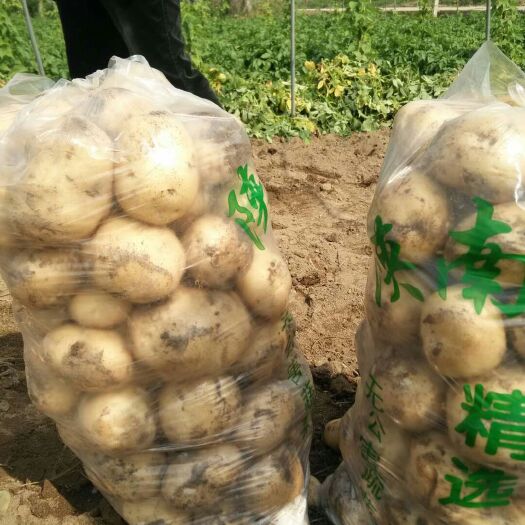 城固县 土豆降价了