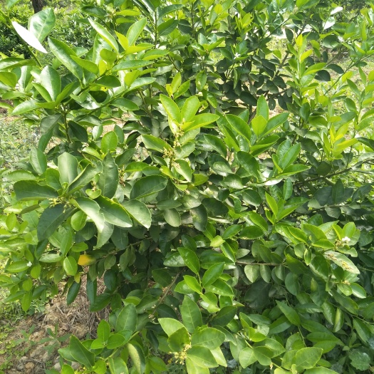 上杭县无核青柠苗
