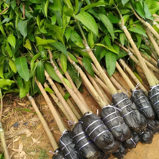 灵山县广西灵山金煌芒果苗 水果种苗 品质优良 育苗 种植