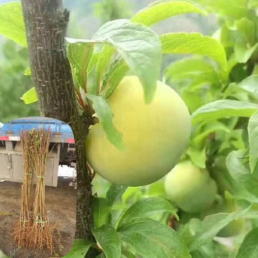 炎陵县黄金奈李苗 嫁接苗，存活率高达95％以上，包技术