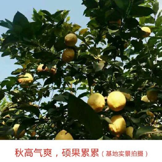 高县尤力克苗 