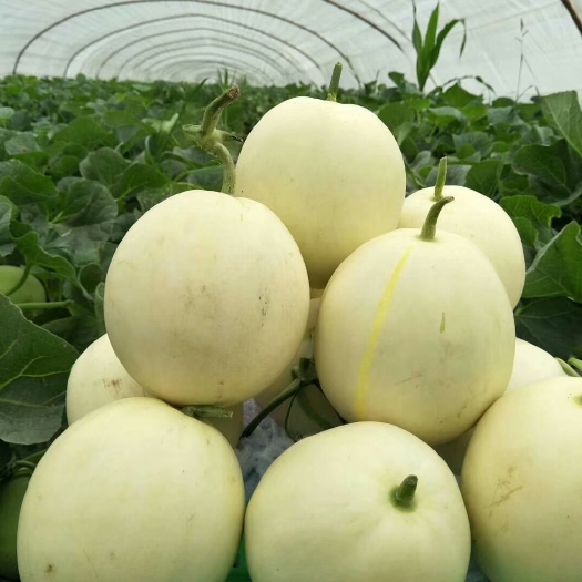 大荔县黄金蜜 2.3