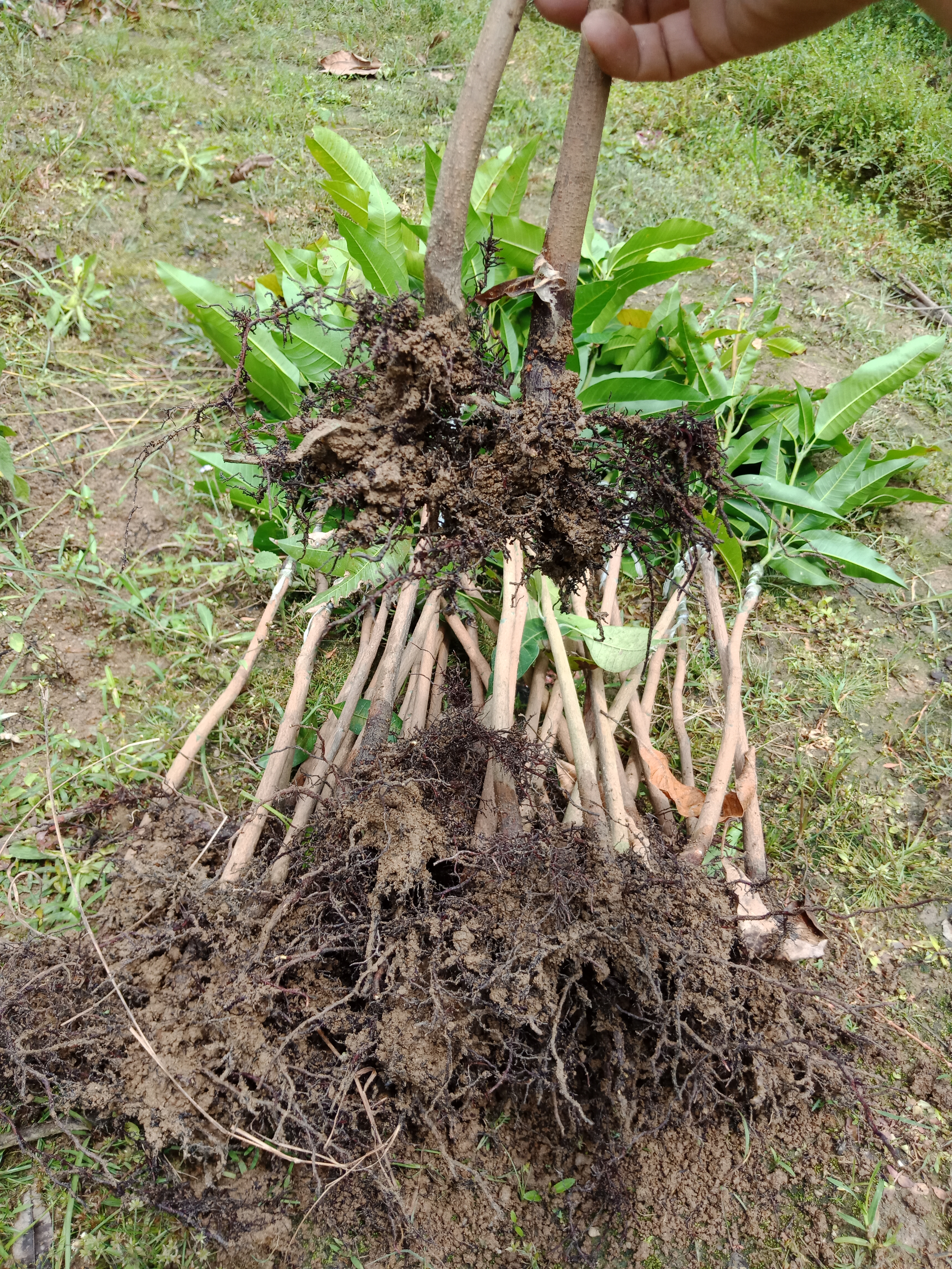 四季芒果苗  一年四季都可开花结果，有营养杯苗，1到5公分大