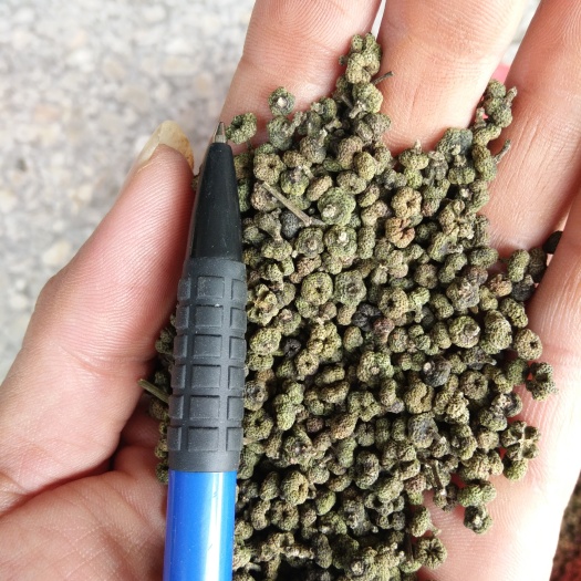 灵川县中花吴茱萸广西中花吴茱萸江西中花吴茱萸