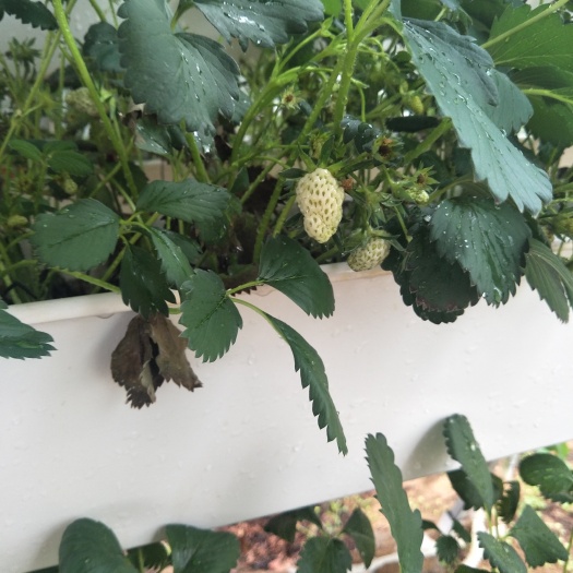泰安奶油草莓苗 10~20公分 地栽苗