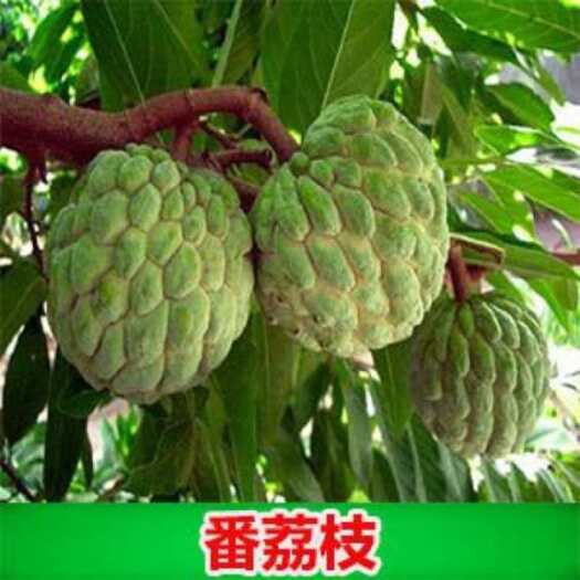 灵山县释迦果苗