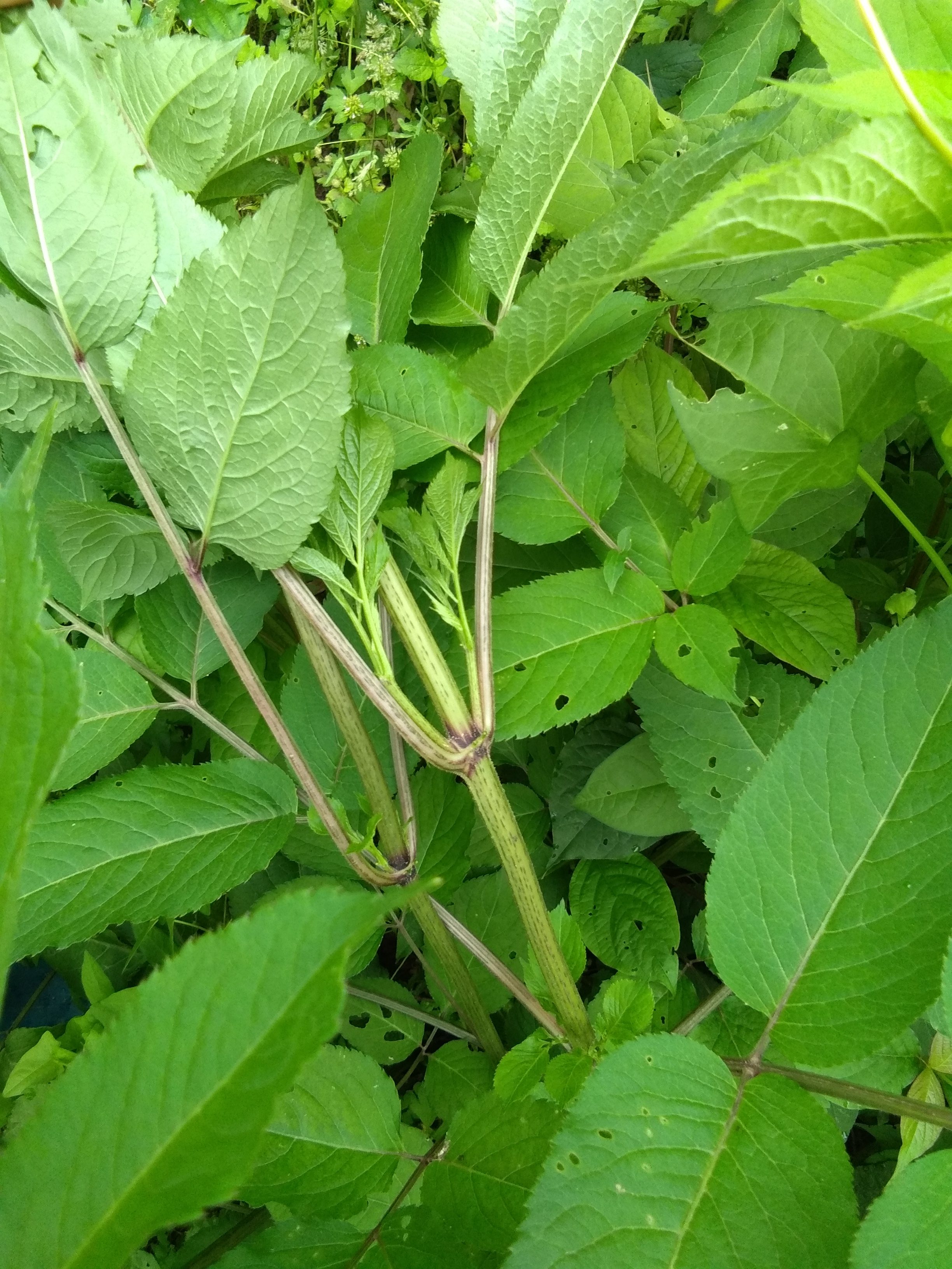 血满草的功效与作用图片