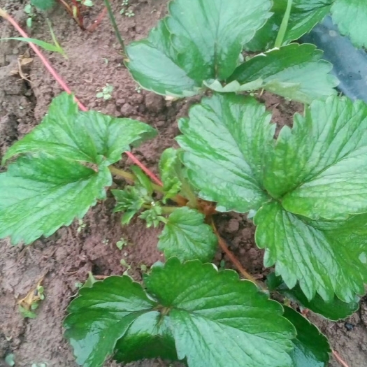 泰安甜宝草莓苗 地栽苗 10~20公分 