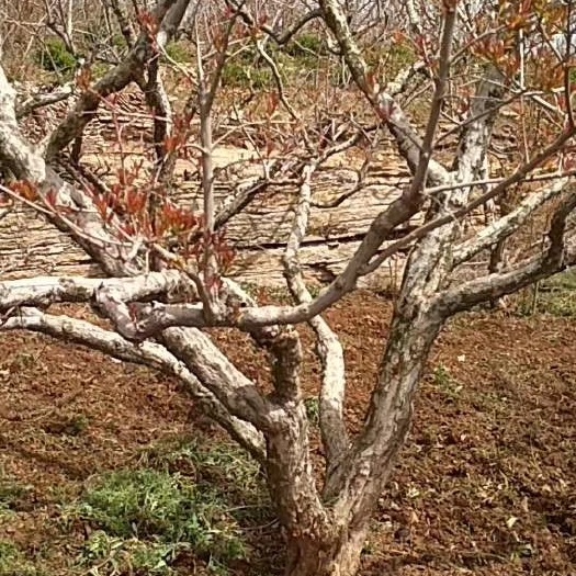 平邑县蒙阳红石榴苗 