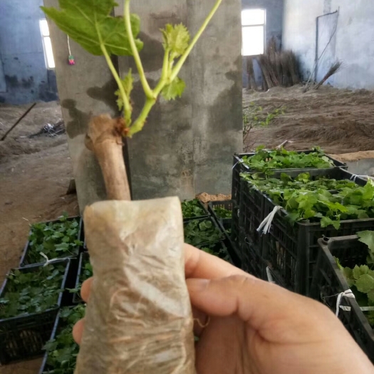 泰安葡萄苗芽苗