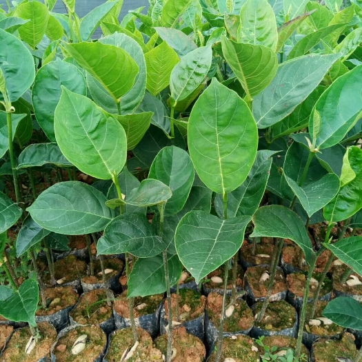 广州海南菠萝蜜苗