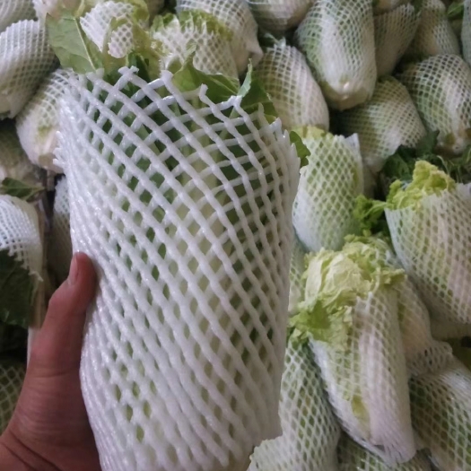 邯郸夏阳白菜 1~2斤 净菜 