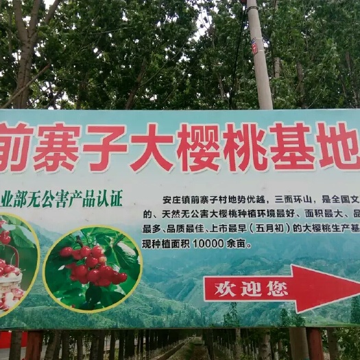 肥城市红灯樱桃 山东省泰安市肥城市 特级