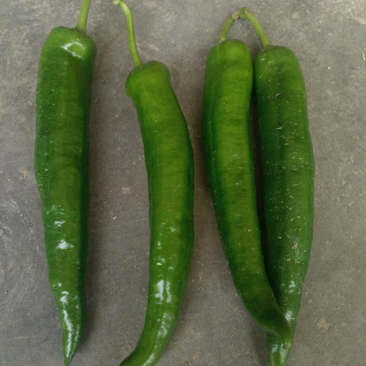 肇庆青秀辣椒 15~20cm 靑色 中辣 