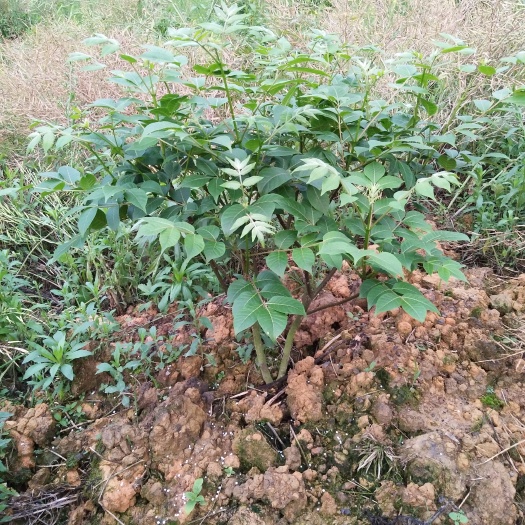 罗城县吴茱萸 广西中花