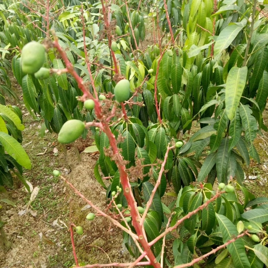 灵山县四季芒果苗 