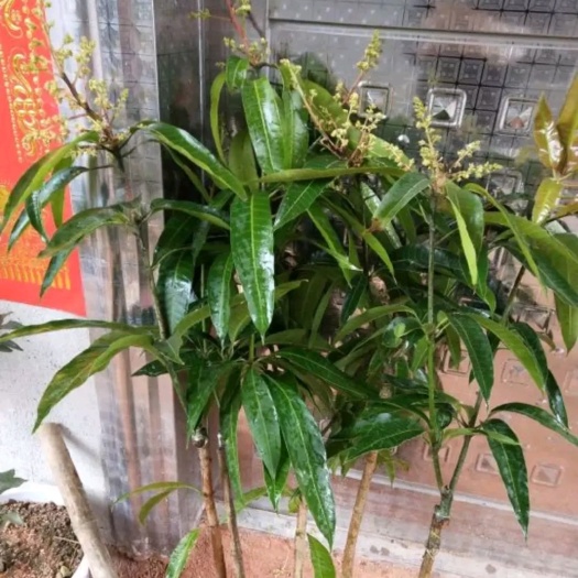 灵山县金煌芒果苗 