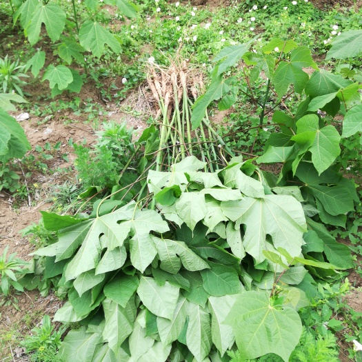鲁山县青桐 0.5~1米