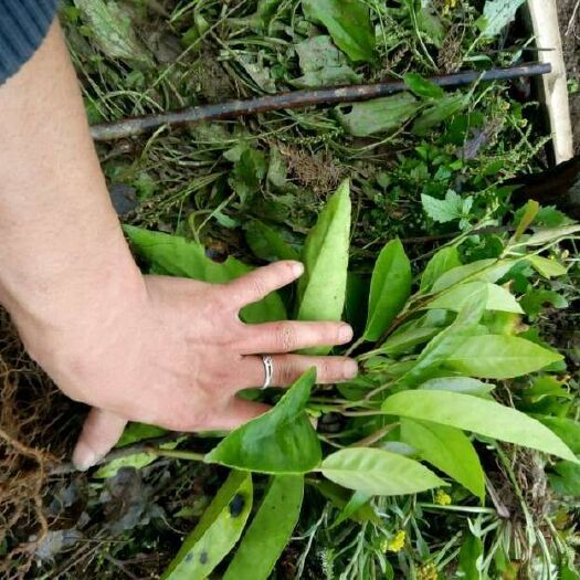 灵山县粉红黑老虎苗