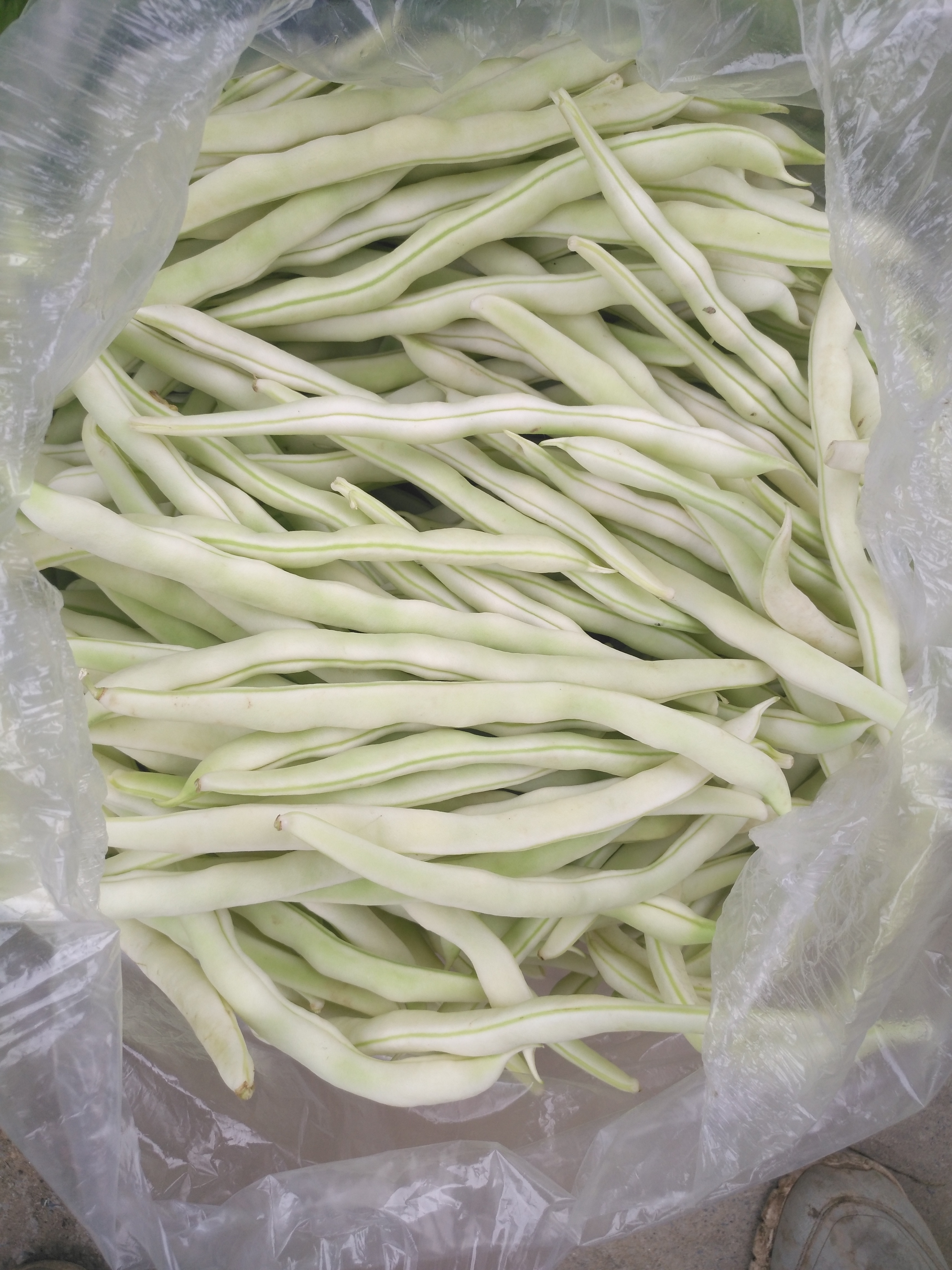 博爱县白不老四季豆