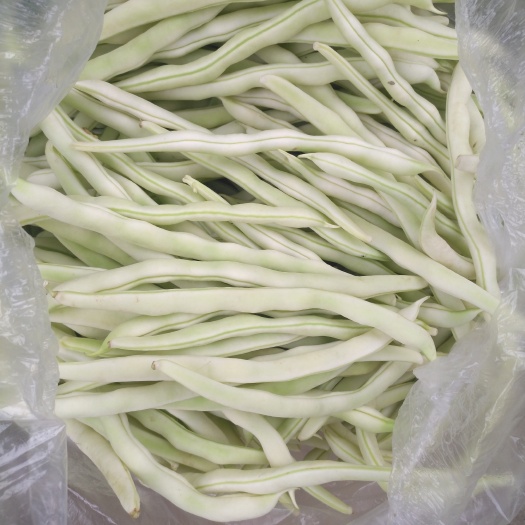 白不老四季豆