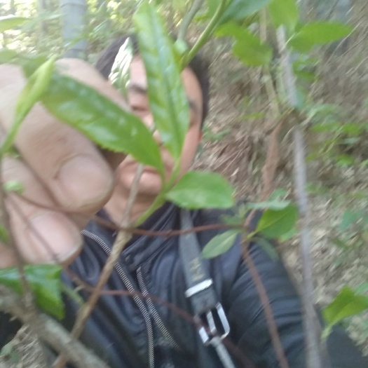 六安六安瓜片 袋装 一级