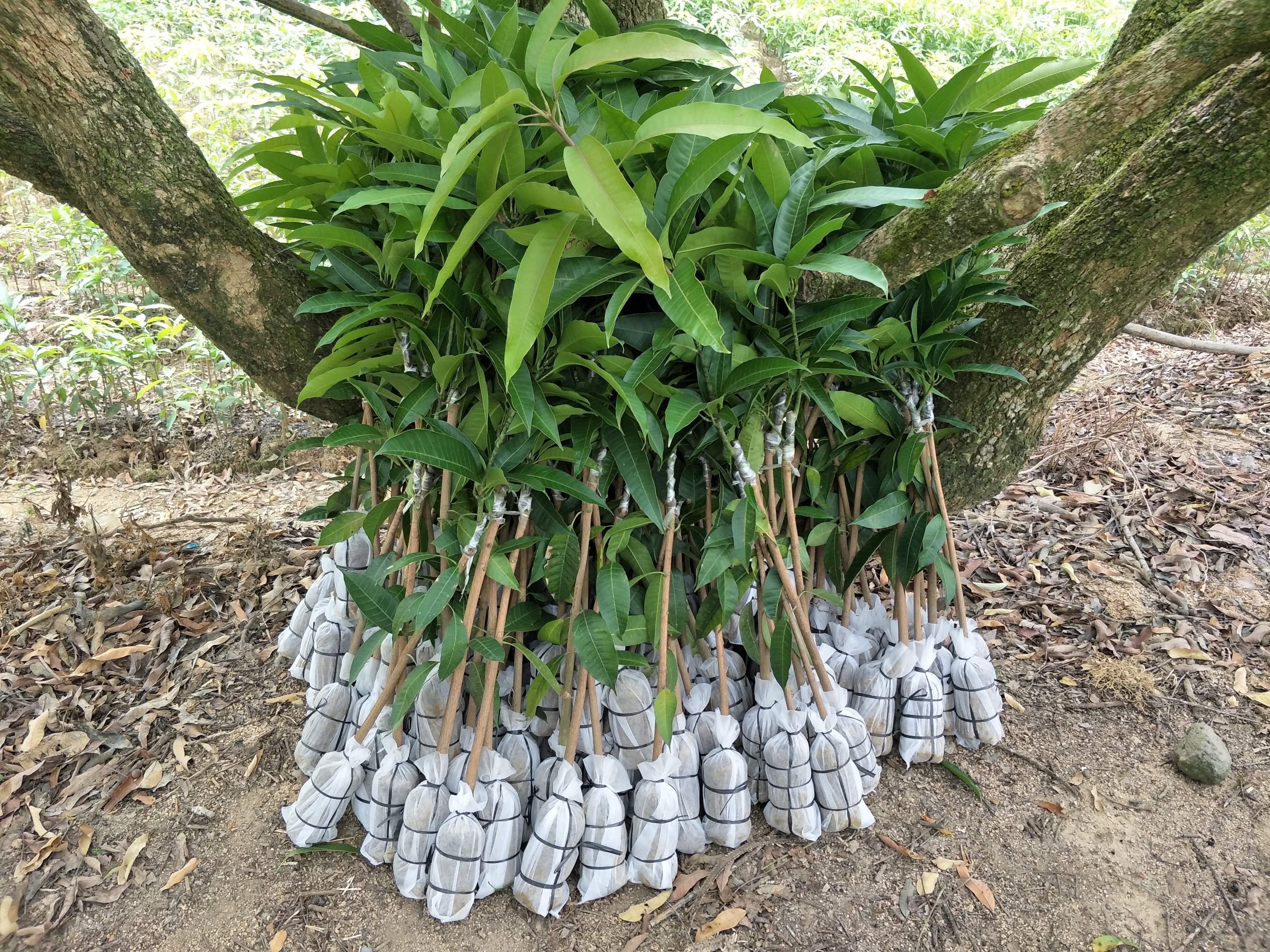 貴妃芒果苗  紅就選靈山綠邦農業(yè)，品種純正，質量保障