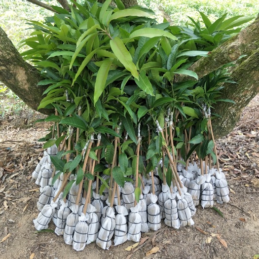 灵山县贵妃芒果苗  红就选灵山绿邦农业，品种纯正，质量保障