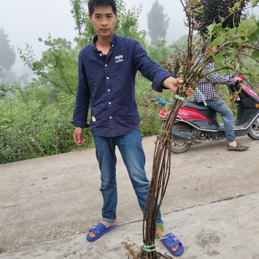 南江县苍溪红心猕猴桃苗  嫁接苗 东红